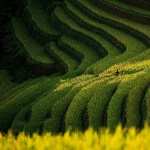 Rice Terrace free wallpapers