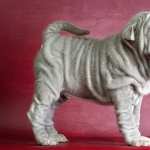 Shar Pei wallpapers for iphone