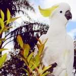 Sulphur-crested Cockatoo images