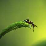 Ant photos