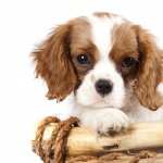 King Charles Spaniel new wallpapers