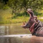 Hippo high quality wallpapers