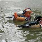 Mandarin Duck images