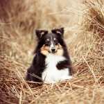 Rough Collie wallpapers