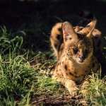Serval wallpapers