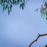 Sulphur-crested Cockatoo 1080p