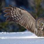 Great Grey Owl high definition photo