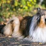 Rough Collie high definition wallpapers