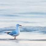 Seagull high definition wallpapers
