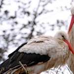 White Stork new photos