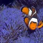 Clownfish high definition wallpapers
