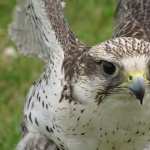 Falcon new photos