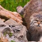 Pallas s Cat high definition wallpapers