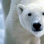 Polar Bear hd photos