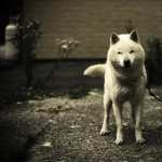 Shiba Inu wallpapers for android