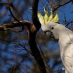 Sulphur-crested Cockatoo PC wallpapers