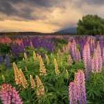 Lupine pic