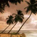 Palm Tree free download