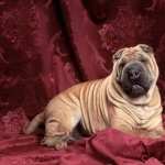 Shar Pei wallpapers for android