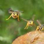 Wasp photos