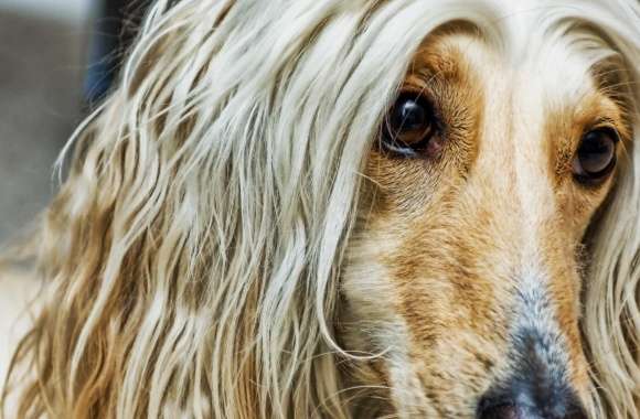 Afghan Dog wallpapers hd quality