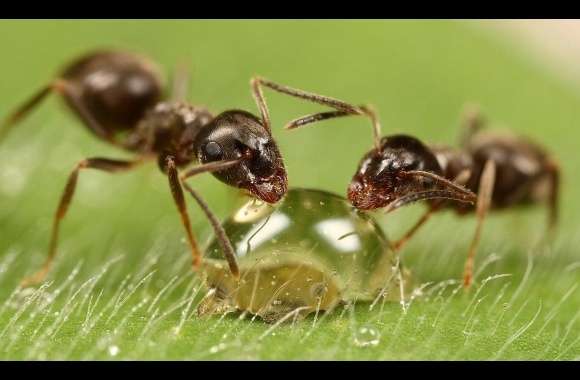 Ant wallpapers hd quality