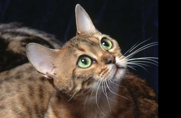 Bengal Cat wallpapers hd quality