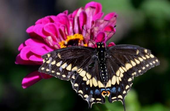 Black Swallowtail On A Zinnia Flower
