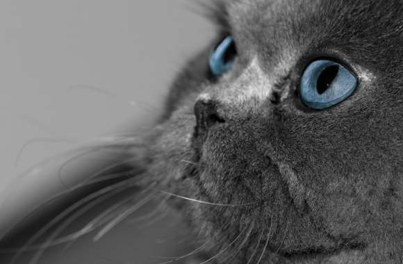 Blue Eyed Cat wallpapers hd quality