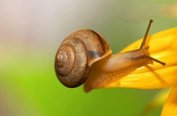 Brown Snail