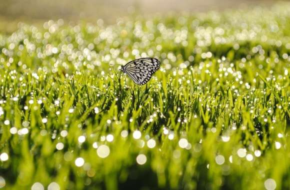 Butterfly On Grass