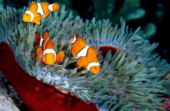 Clownfish wallpapers hd quality
