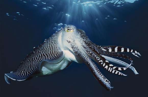 Cuttlefish wallpapers hd quality