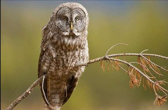 Great Grey Owl wallpapers hd quality