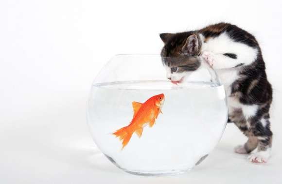 Kitten vs. Fish wallpapers hd quality