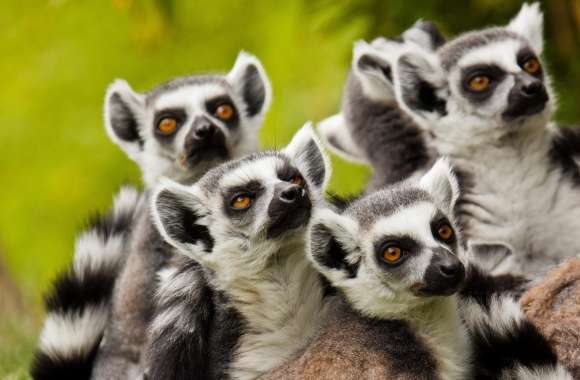 Lemurs Animals