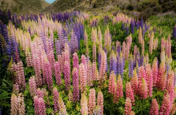 Lupine wallpapers hd quality