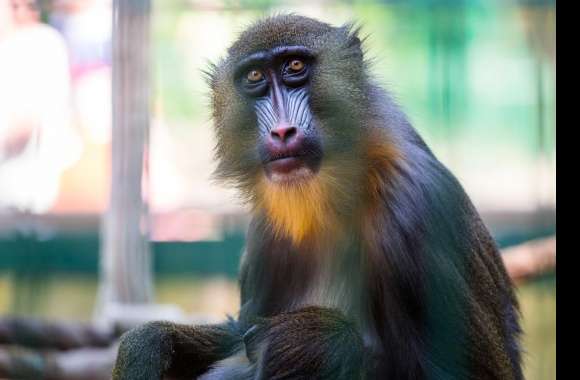 Mandrill wallpapers hd quality