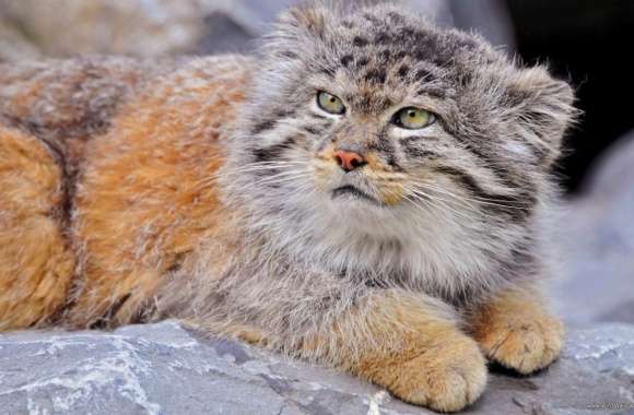Pallas s Cat wallpapers hd quality