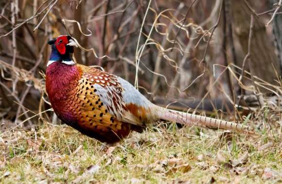 Pheasant wallpapers hd quality