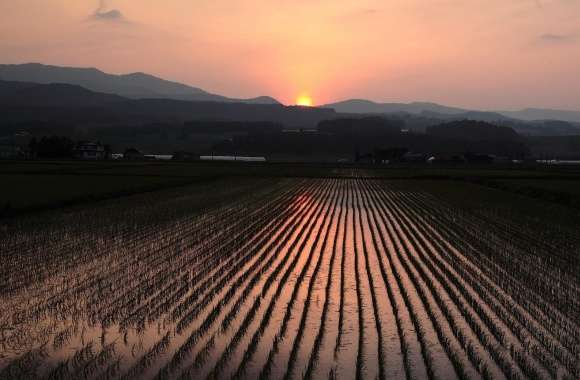 Rice Field Nature Sunset