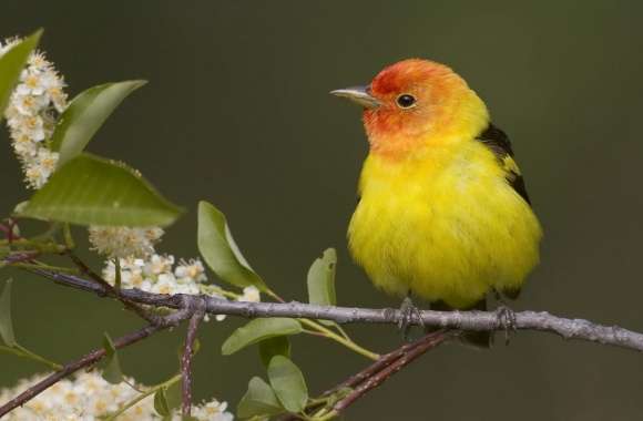 Tanager wallpapers hd quality