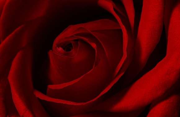 Valentines Day Rose