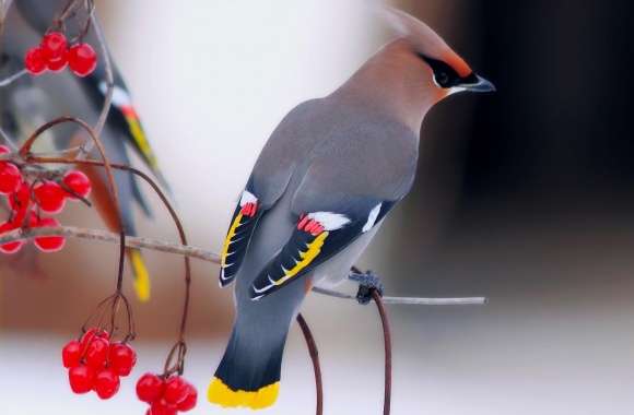 Waxwing wallpapers hd quality