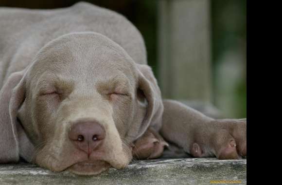 Weimaraner wallpapers hd quality