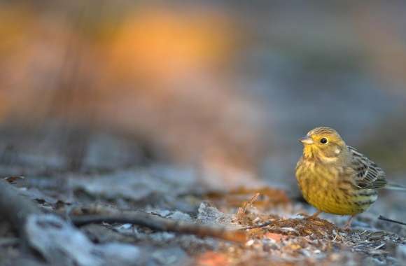 Yellowhammer wallpapers hd quality