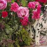 Dalmatian wallpapers for android