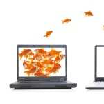 Goldfish desktop wallpaper