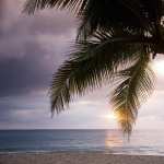 Palm Tree PC wallpapers