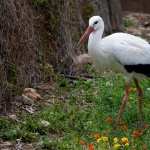 White Stork download wallpaper